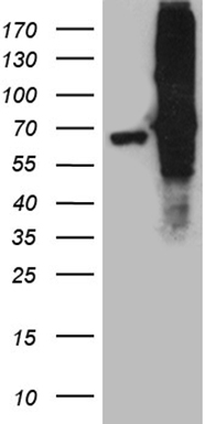 FUBP3 Antibody