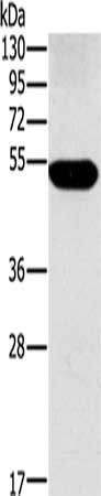 FUCA1 antibody