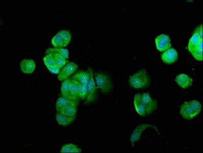 FUK Antibody