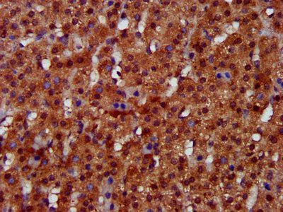 FUK Antibody