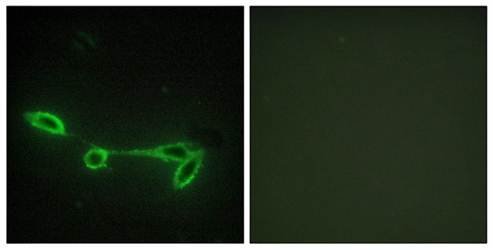FUK Antibody