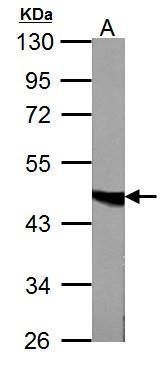 fumarate hydratase Antibody
