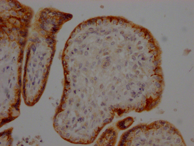 FURIN Antibody