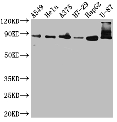 FURIN Recombinant Monoclonal Antibody