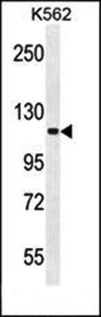 FUSSEL18 antibody