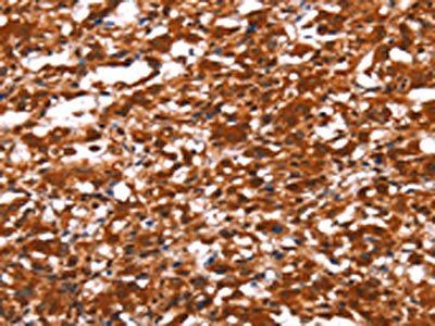 FUT1 Antibody