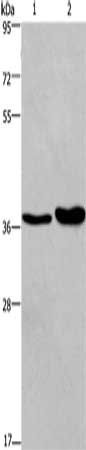 FUT1 Antibody