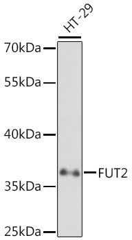 FUT2 antibody