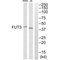 FUT3 antibody