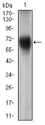 FUT4 Antibody