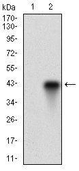 FUT4 Antibody