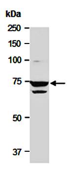 FUT4 (C) Antibody, Rabbit Polyclonal