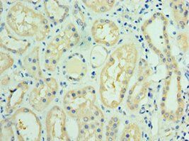 FUT6 Antibody
