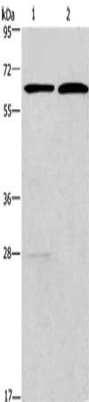 FUT8 Antibody