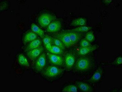 FUZ Antibody