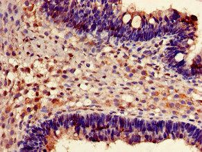 FXR1 antibody