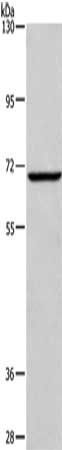 FXR1 antibody