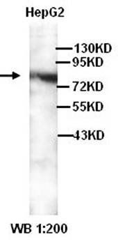 FXR1 antibody