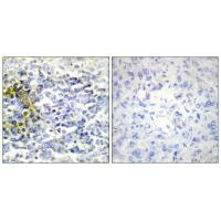 FXR2 Antibody
