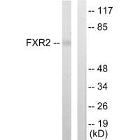 FXR2 antibody