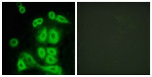 FXR2 antibody