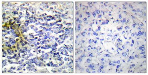 FXR2 antibody