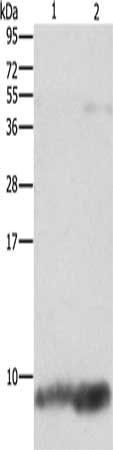 FXYD1 antibody