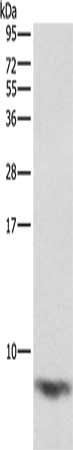 FXYD1 antibody