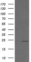 FXYD3 Antibody