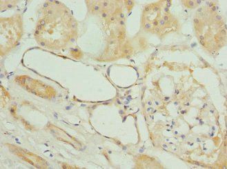 FXYD5 Antibody
