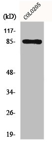 FYB antibody