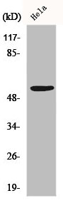 FYN Antibody