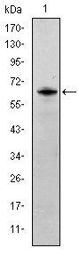 FYN Antibody