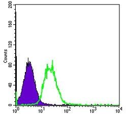 FYN Antibody