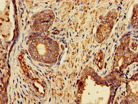 FZD1 Antibody