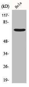 FZD1 Antibody