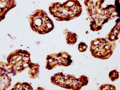 FZD3 Antibody