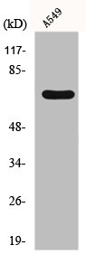 FZD3 antibody