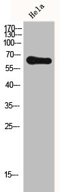 FZD7 antibody