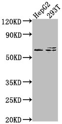 FZD7 antibody