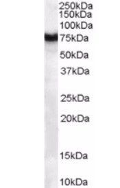 Goat anti-FZD8 / frizzled 8 Antibody