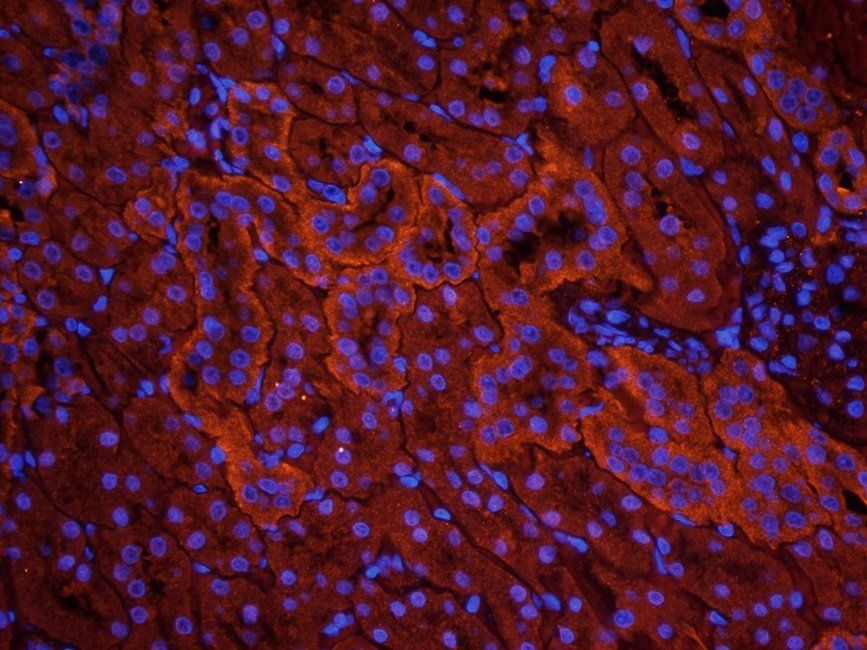 FZD9 antibody