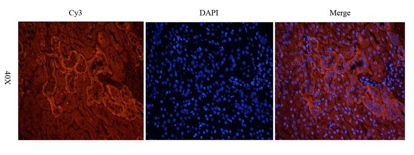 FZD9 antibody