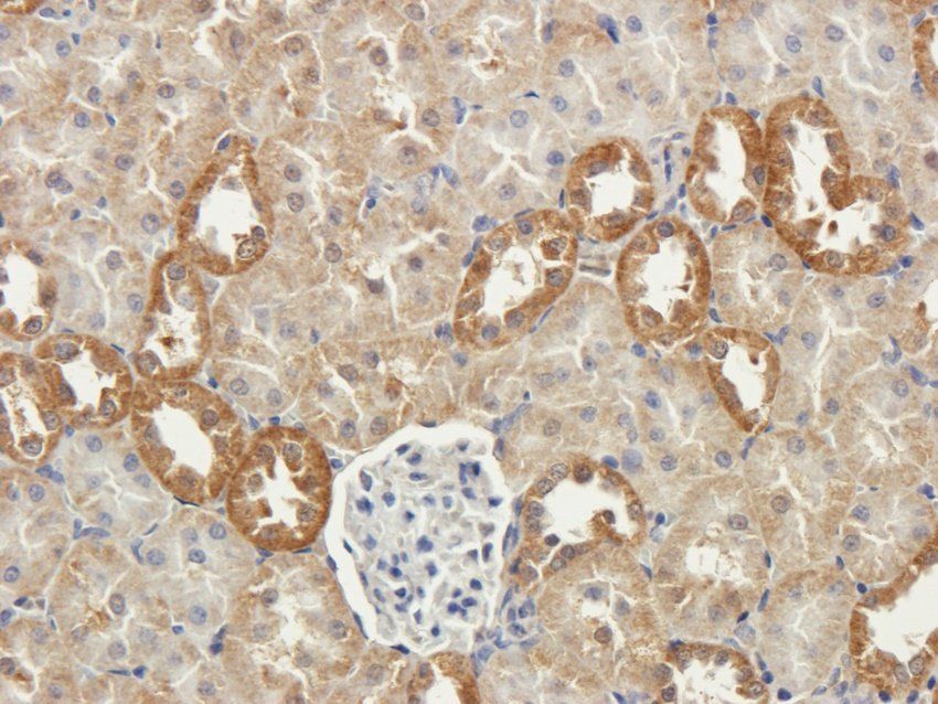 FZD9 antibody