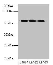FZR1 antibody