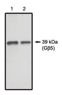 Rabbit anti Rat G Protein b5-D1 Antibody
