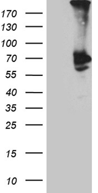 CSF3 Antibody
