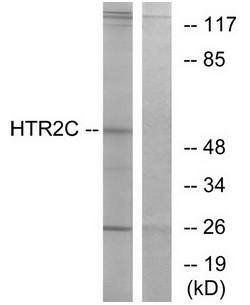 HTR2C Antibody