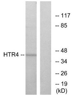 HTR4 antibody