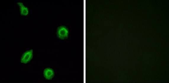 HTR5B Antibody